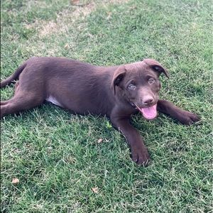 Meet your Posher, Abby